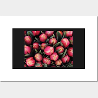 Tulips For You Posters and Art